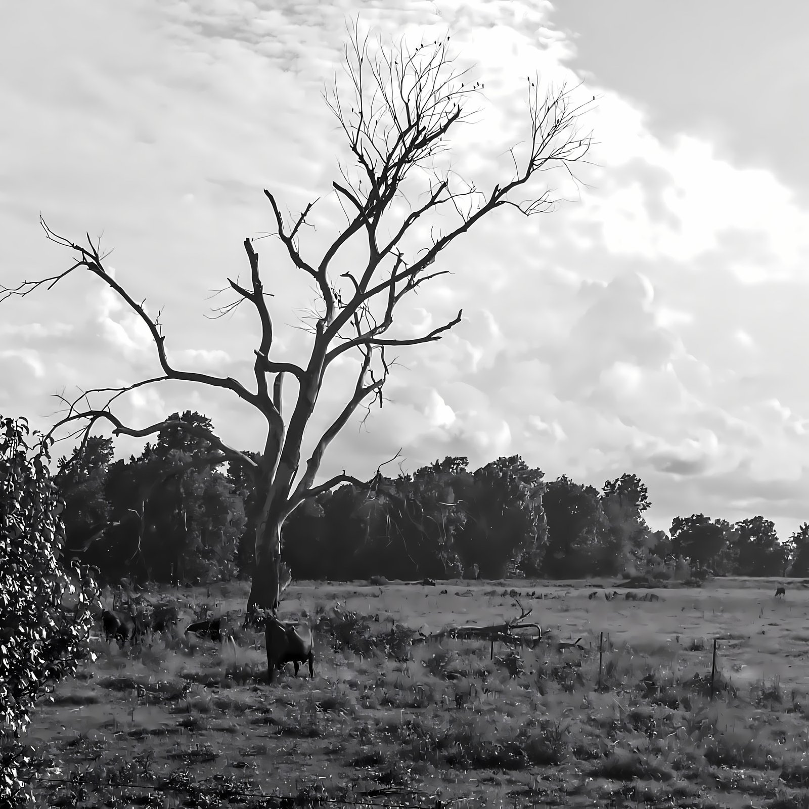 Angus Tree