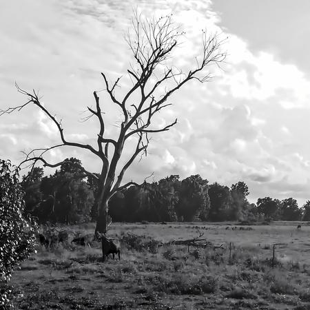 Angus Tree