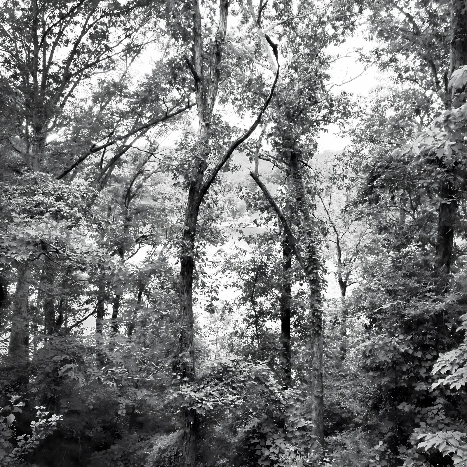 White Oaks