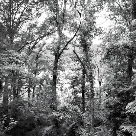 White Oaks