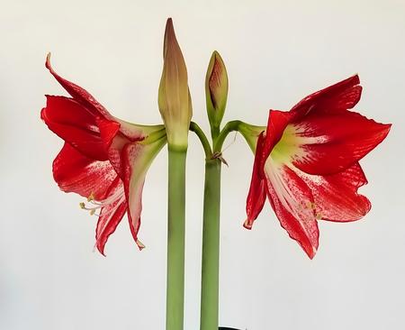 Amaryllis Belladonna