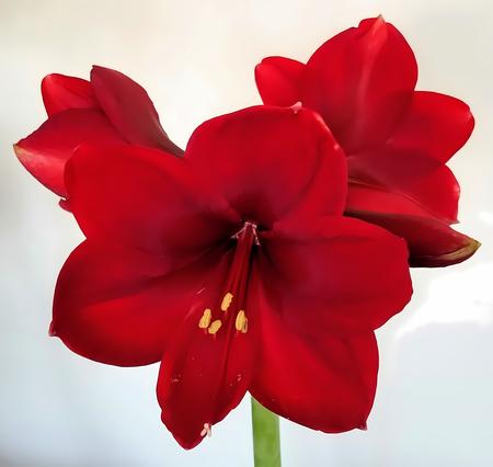 Red Amaryllis